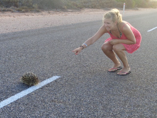 Meeting a hedgehog on a highway in Australia... never forget to live your dream!