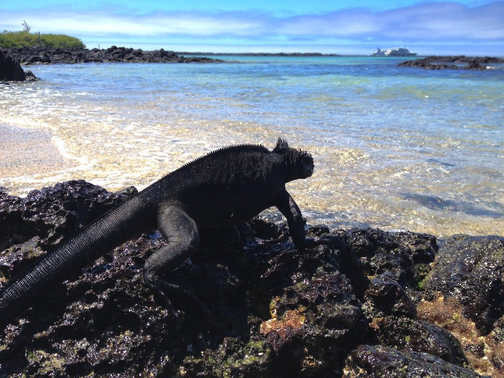 Iguana on Santa Cruz