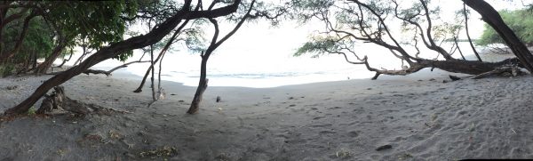 At the beach, underneath some trees, the ocean in the background.