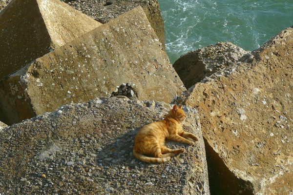 an orange cat is laying on big rocks at the ocean